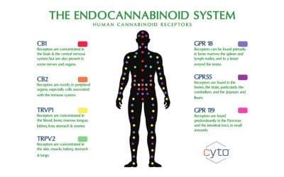 A Simple(ish) Explanation of  Your Endocannabinoid System