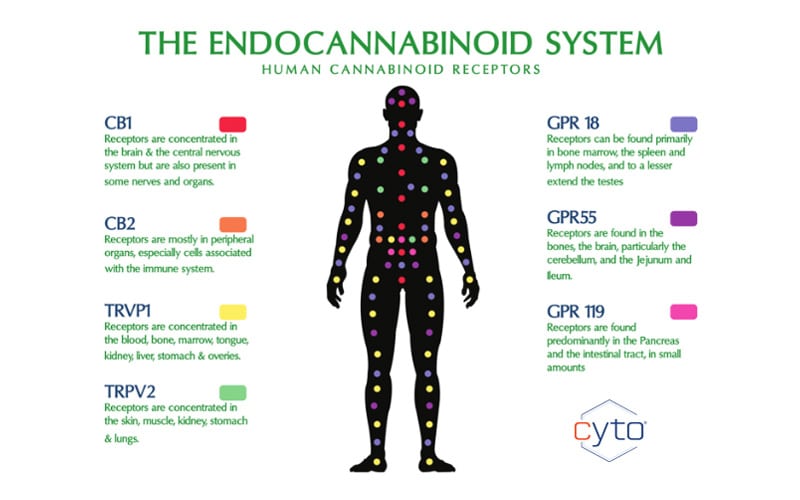 A Simpleish Explanation Of Your Endocannabinoid System Cryoeffect Coldspa